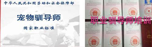 训犬师毕业证书