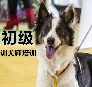 训犬师培训课程初级