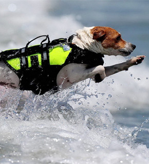 狗狗游泳训练
