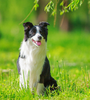 边境犬服从训练