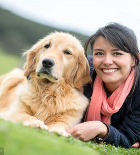 金毛犬家庭行为纠正训练