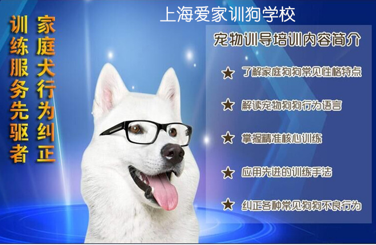 学训犬难吗？训犬师资格证难考吗