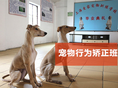 宠物行为矫正班狗狗训练价格