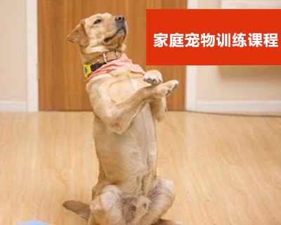 学训犬多久可以学会