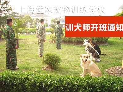 19年训犬师开班通知