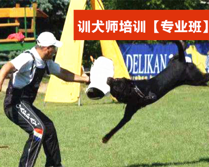 训犬师专业培训班价格收费