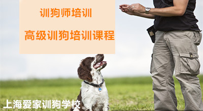 高级训犬师培训课程价目表