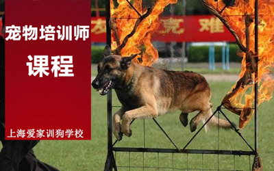 学训犬技术终身无忧