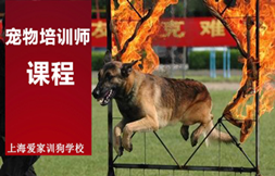 学训犬技术前途无忧