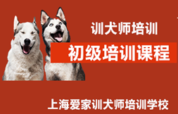 初级训犬师培训费用