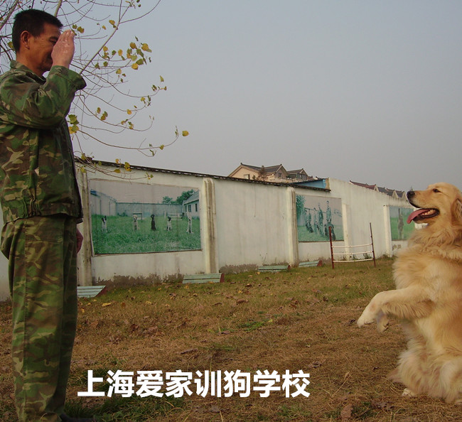 训犬师培训要多少钱