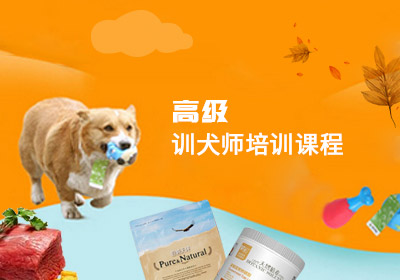 训犬师培训课程高级
