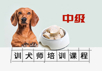训犬师培训课程中级