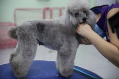 蝴蝶犬怎么洗澡