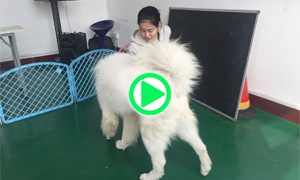 训导小视频