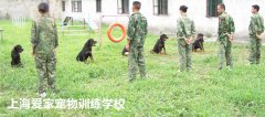 训犬师资格证怎么考