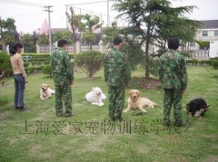 训犬师培训学校收费是多少贵不贵