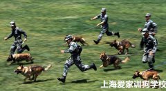 去哪个训犬师培训学校培训比较好