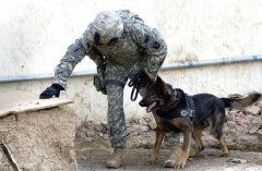 学训犬师培训费用需要多少钱