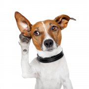 怎样训练狗狗听话的诀窍以及狗狗七项习惯训练