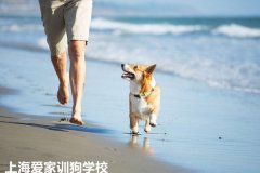 训犬师去哪里工作