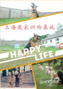 训犬师培训学校哪家好