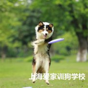 哪里可以学训犬师？