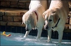 如何训练狗狗游泳