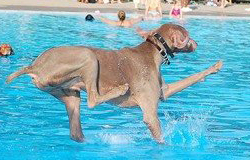 训练狗狗游泳