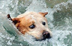 教狗狗游泳