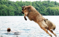 狗狗游泳练习