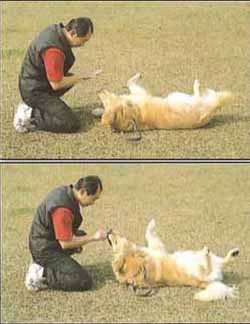 怎样训练狗狗打滚