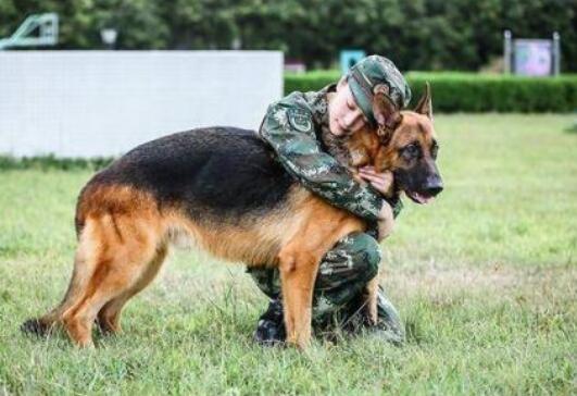 训犬学员高级班学子张靖云学习心得